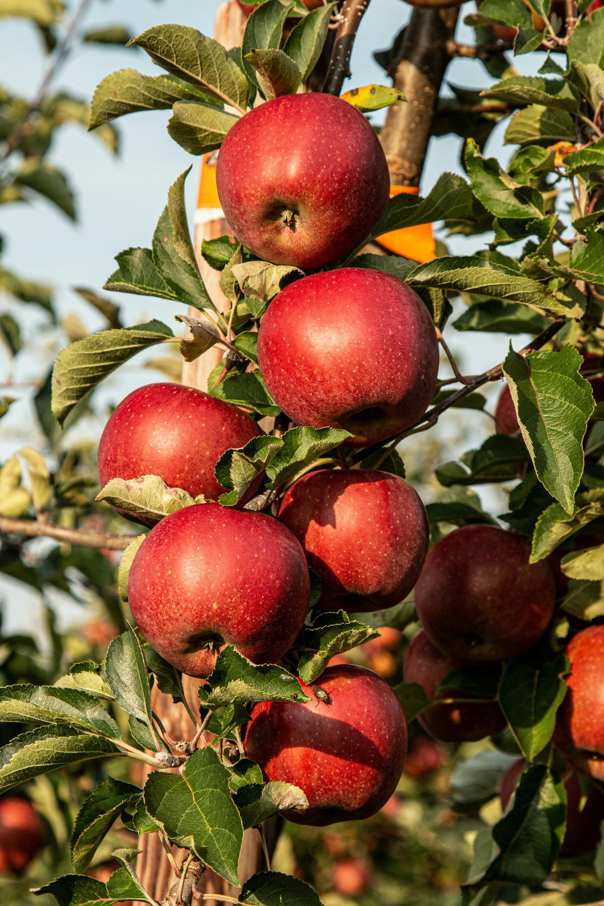 Cum sa ai pomi fructiferi rodnici