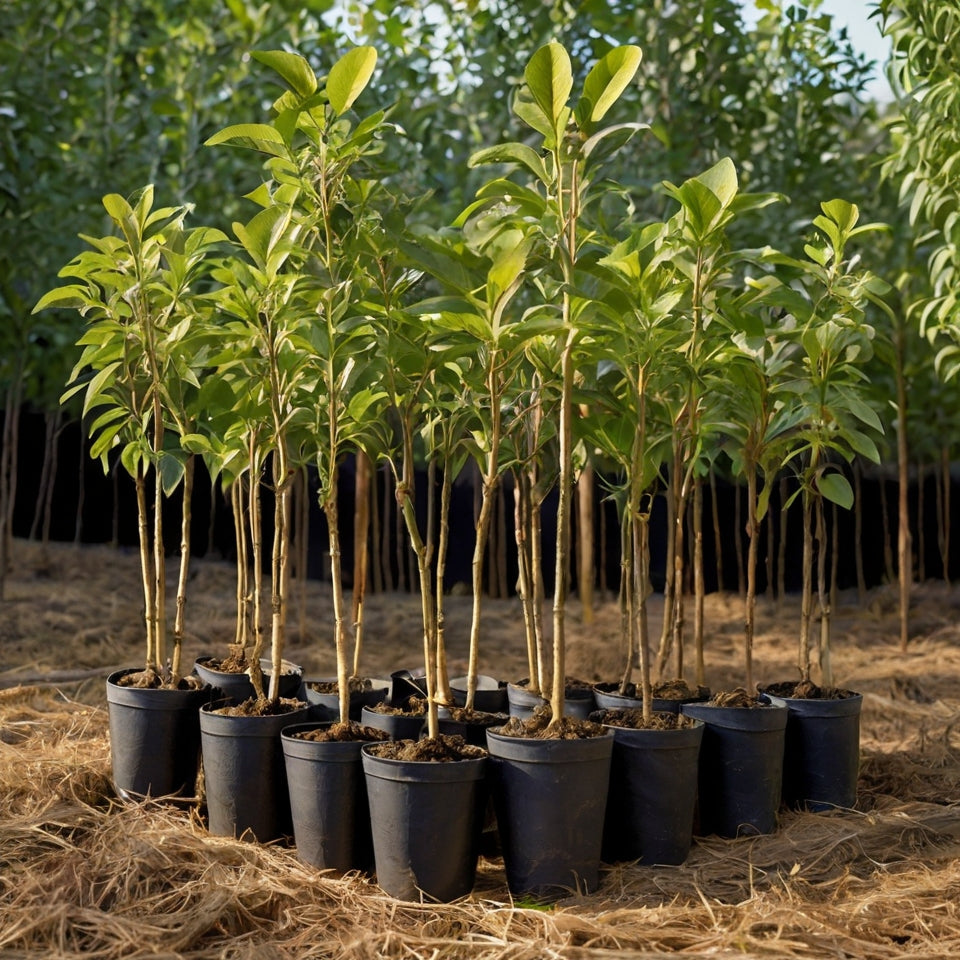 Pomi Fructiferi Columnari