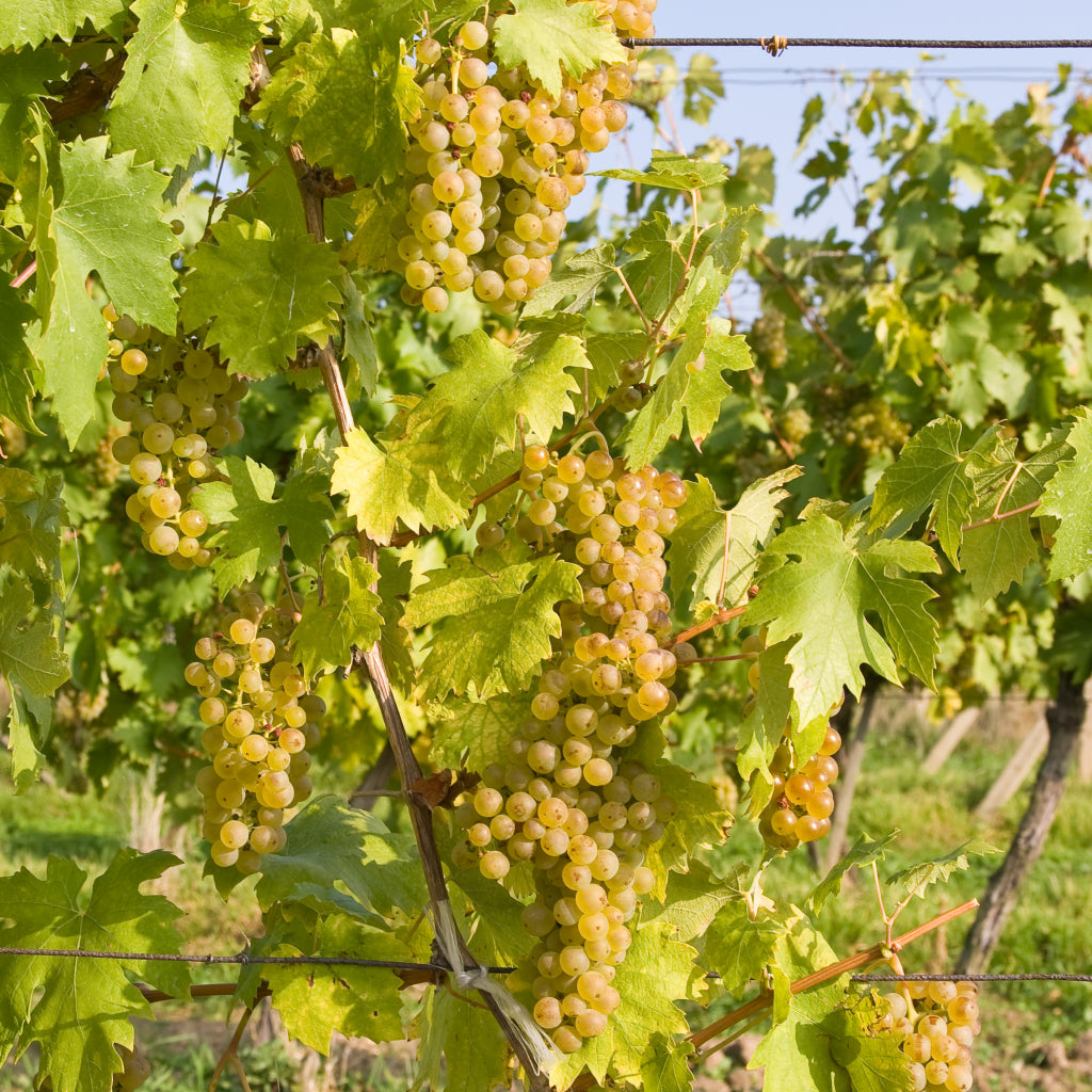 BUTAS RIESLING ITALIAN