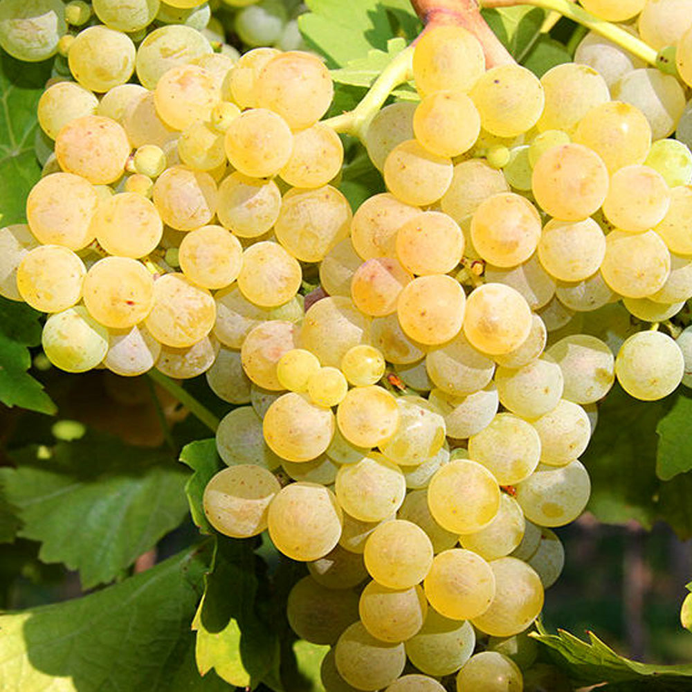 BUTAS MUSCAT DE POLOSKI