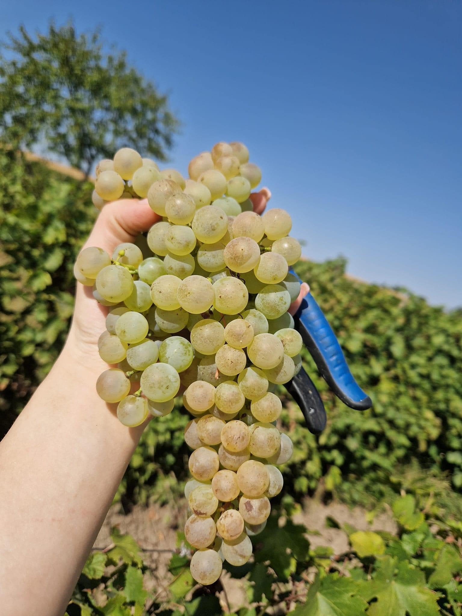 BUTAS CAPSUNICA ALBA