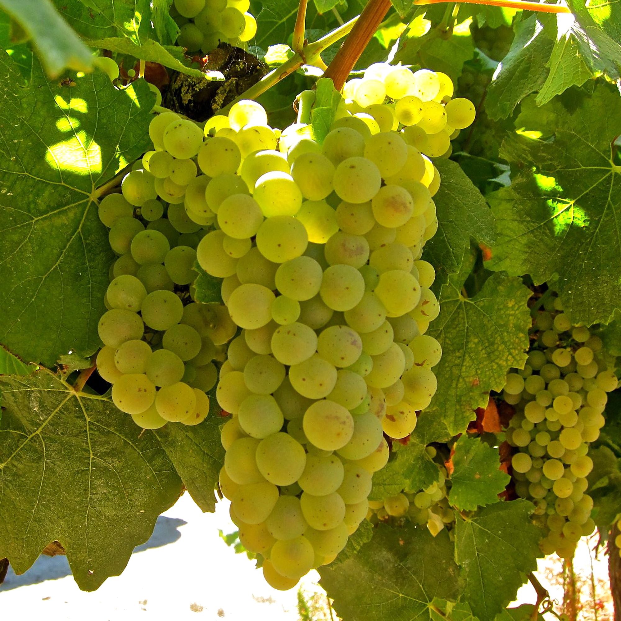 BUTAS CHARDONNAY