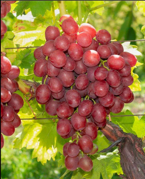 VITĂ DE VIE RED GLOBE