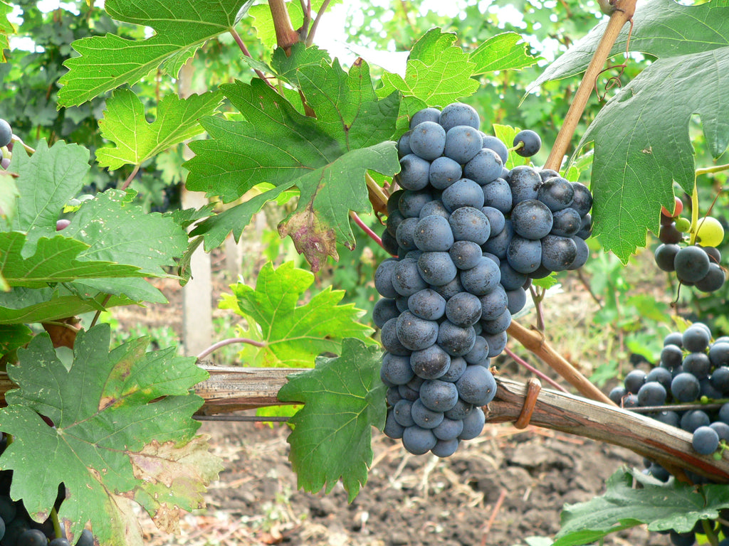 BUTAS FETEASCA NEAGRA