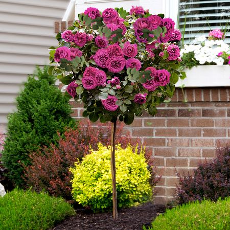 TRANDAFIR POMISOR MOV LIGHT