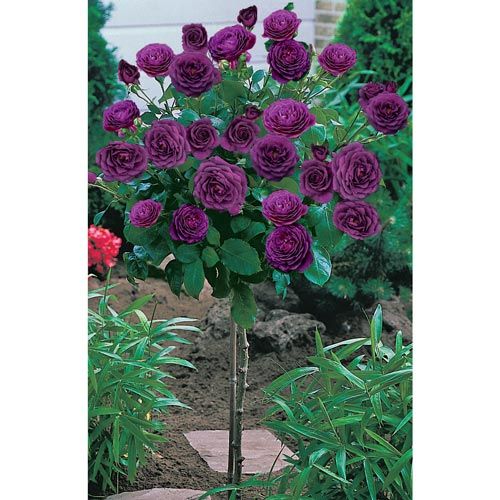 TRANDAFIR POMISOR MOV DARK