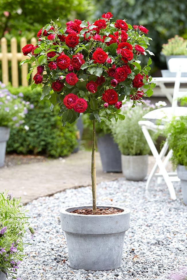 TRANDAFIR POMISOR ROSU CRIMSON