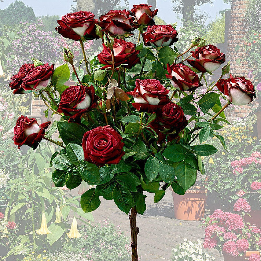 TRANDAFIR POMISOR ALB ROSU MIX