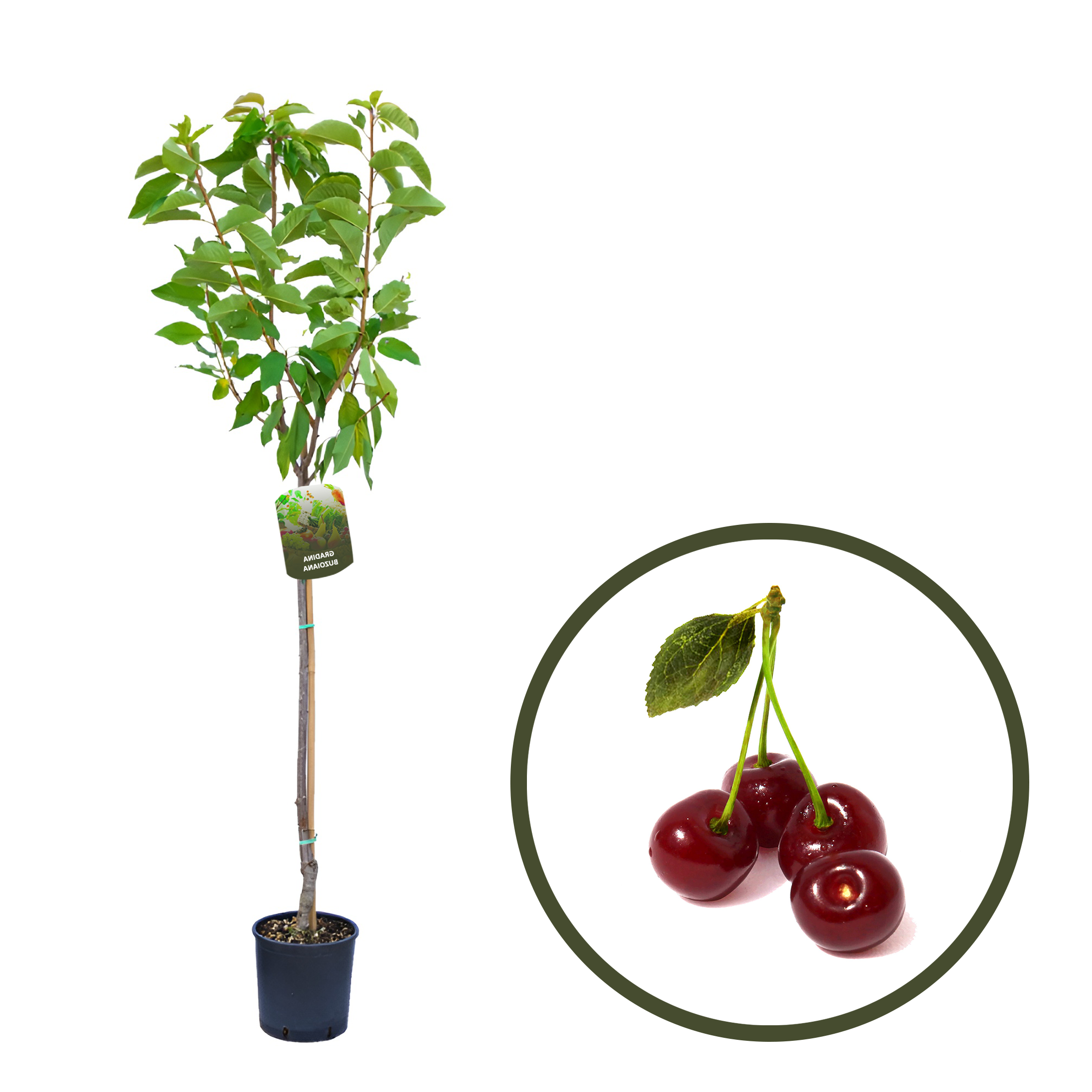 VISIN ABUNDENTA DE DEBRECEN