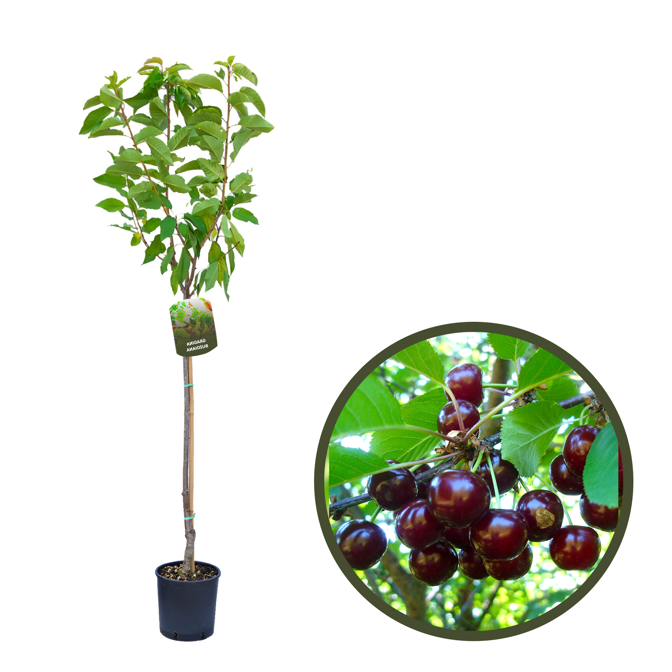 VISIN MORELLA NEAGRA