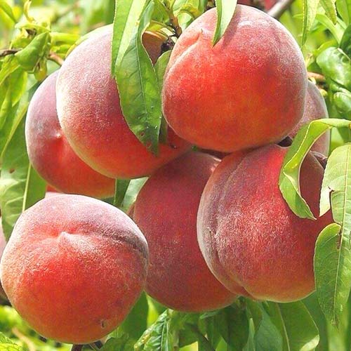 Piersic Columnar Aida