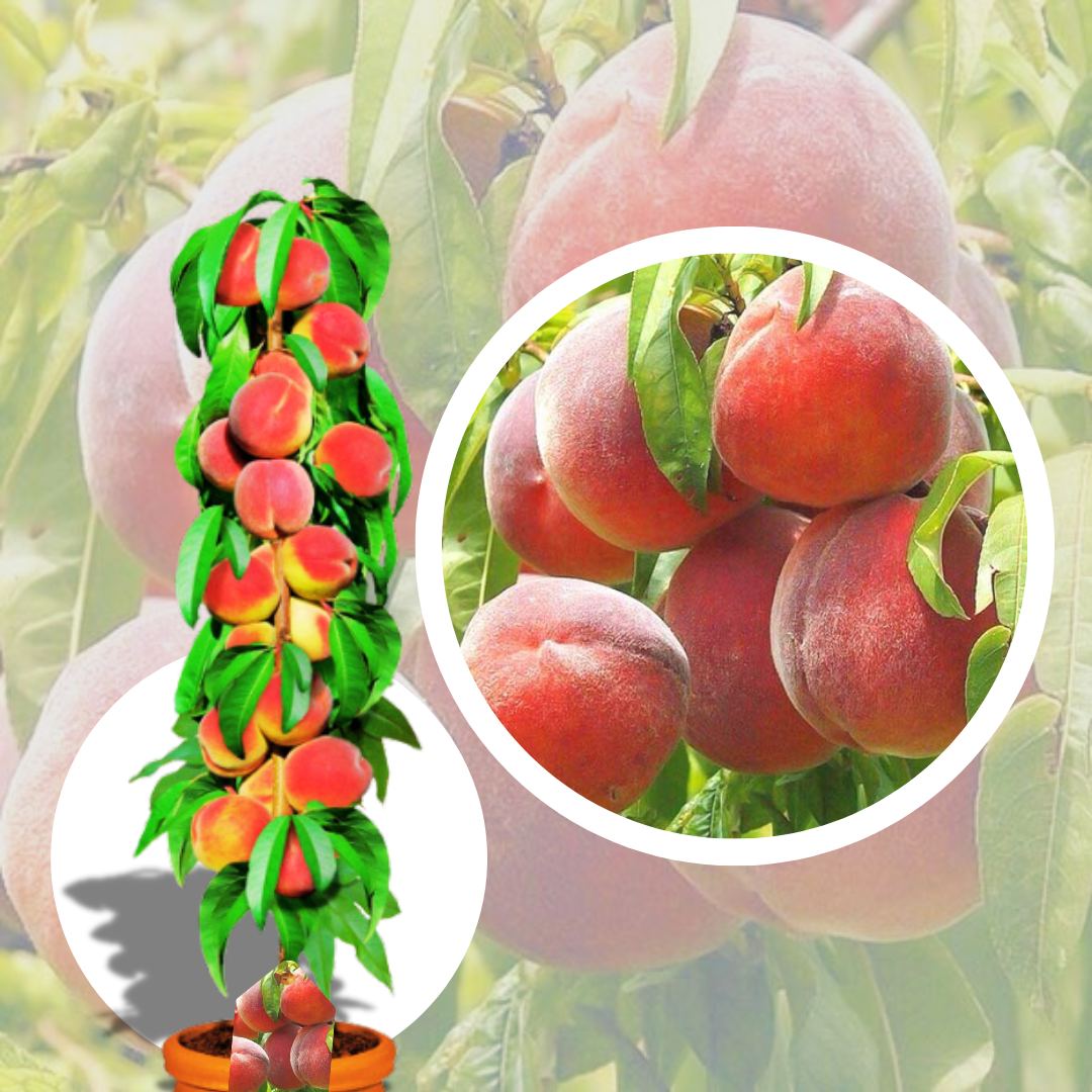 Piersic Columnar Aida