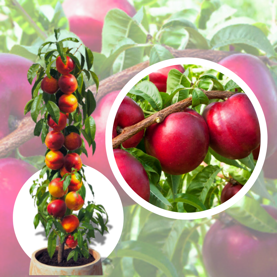 Nectarin Columnar Saturn