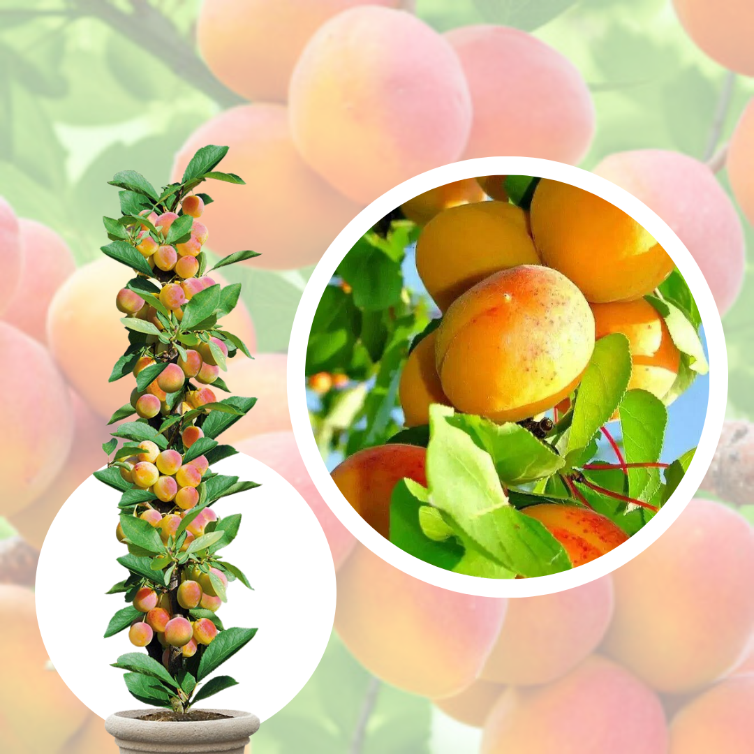 Cais Columnar Compacta