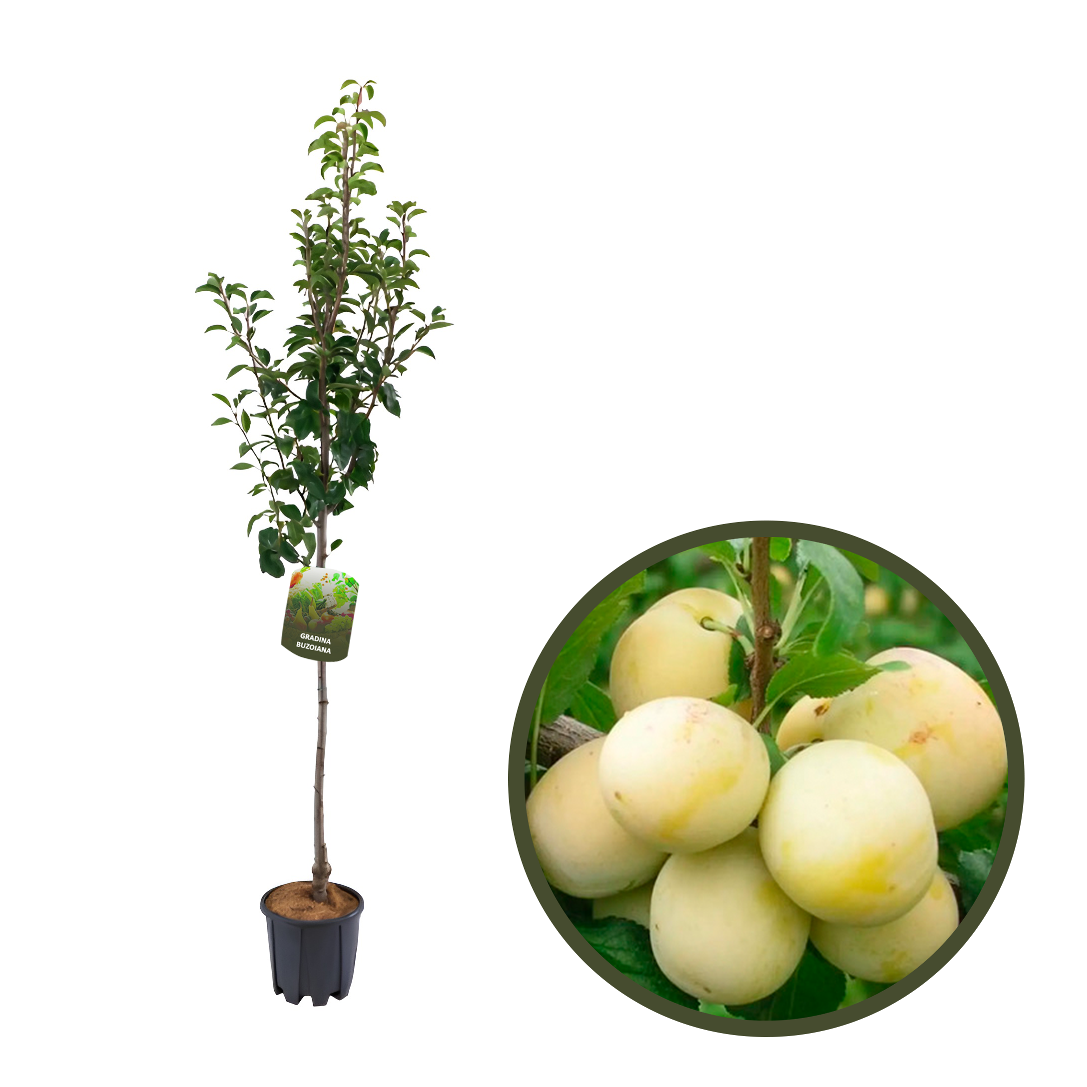 PRUN BIANCA DI MILANO