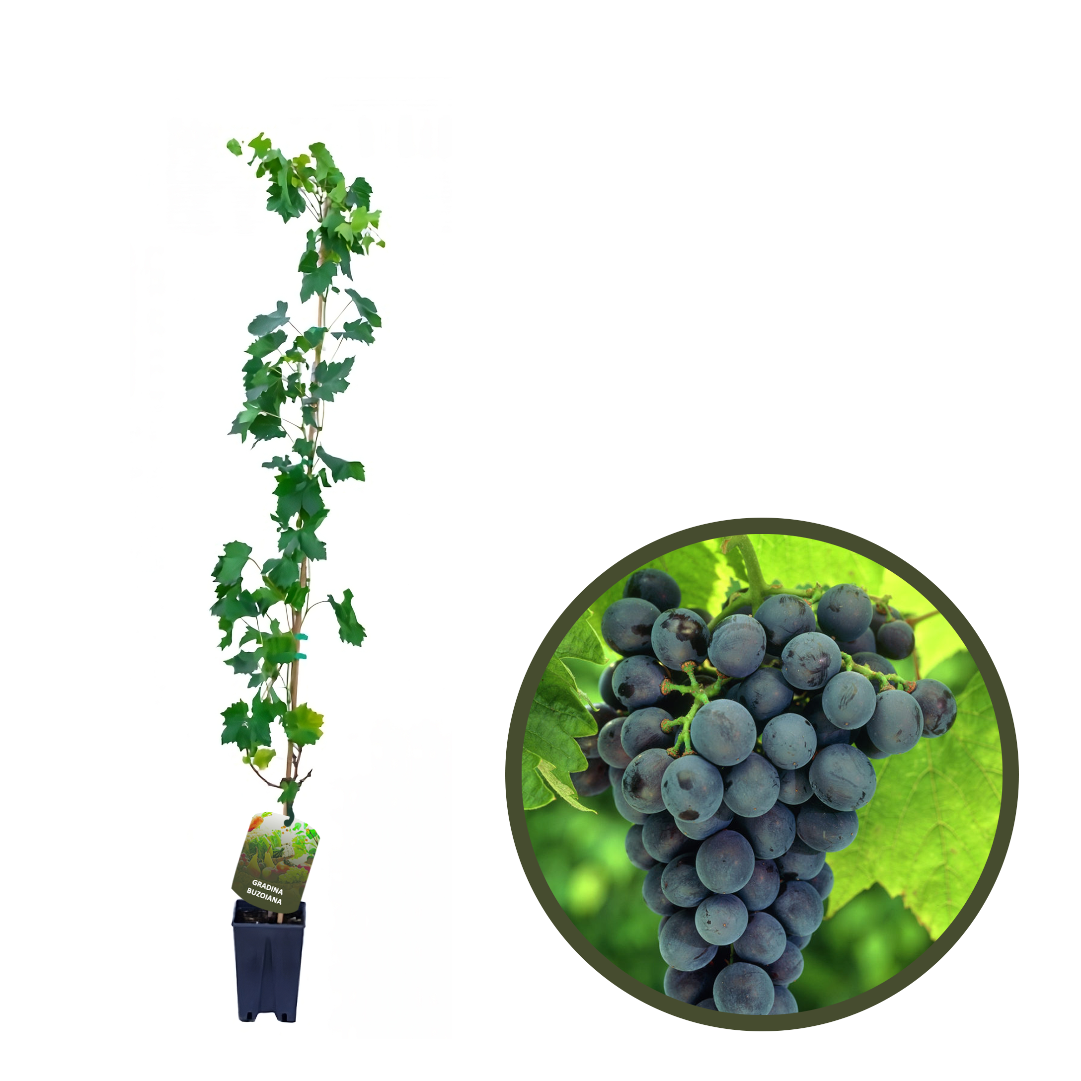 BUTAS MUSCAT DE ADDA