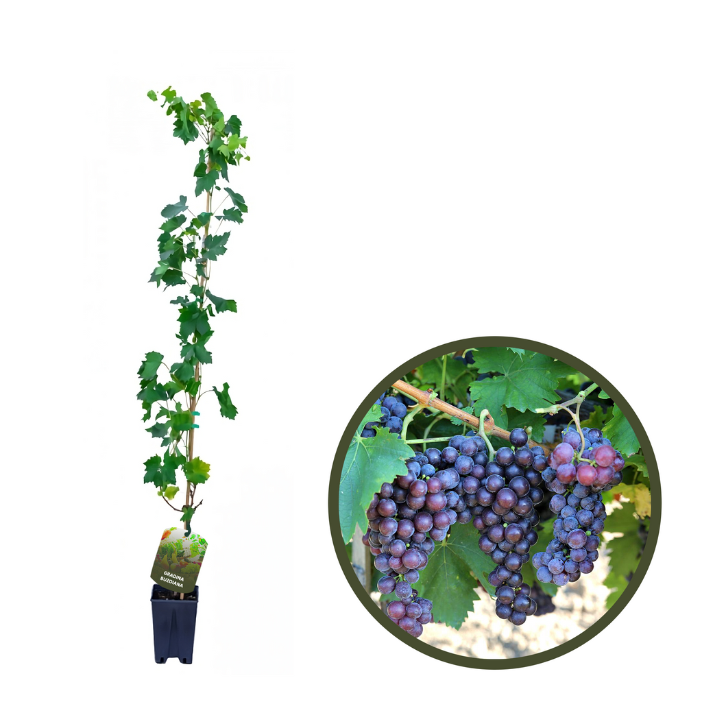 BUTAS BUSUIOACA DE BOHOTIN