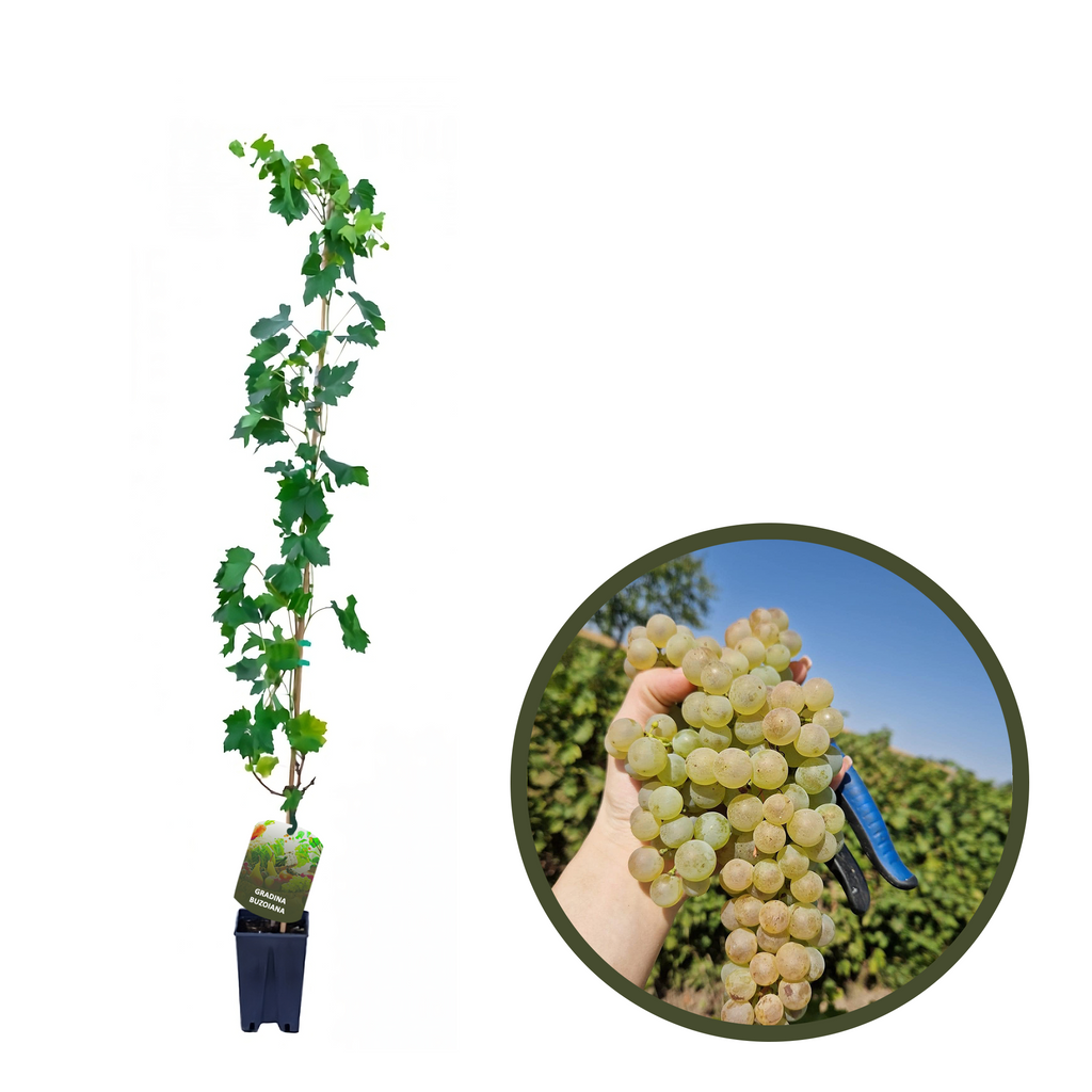 BUTAS CAPSUNICA ALBA