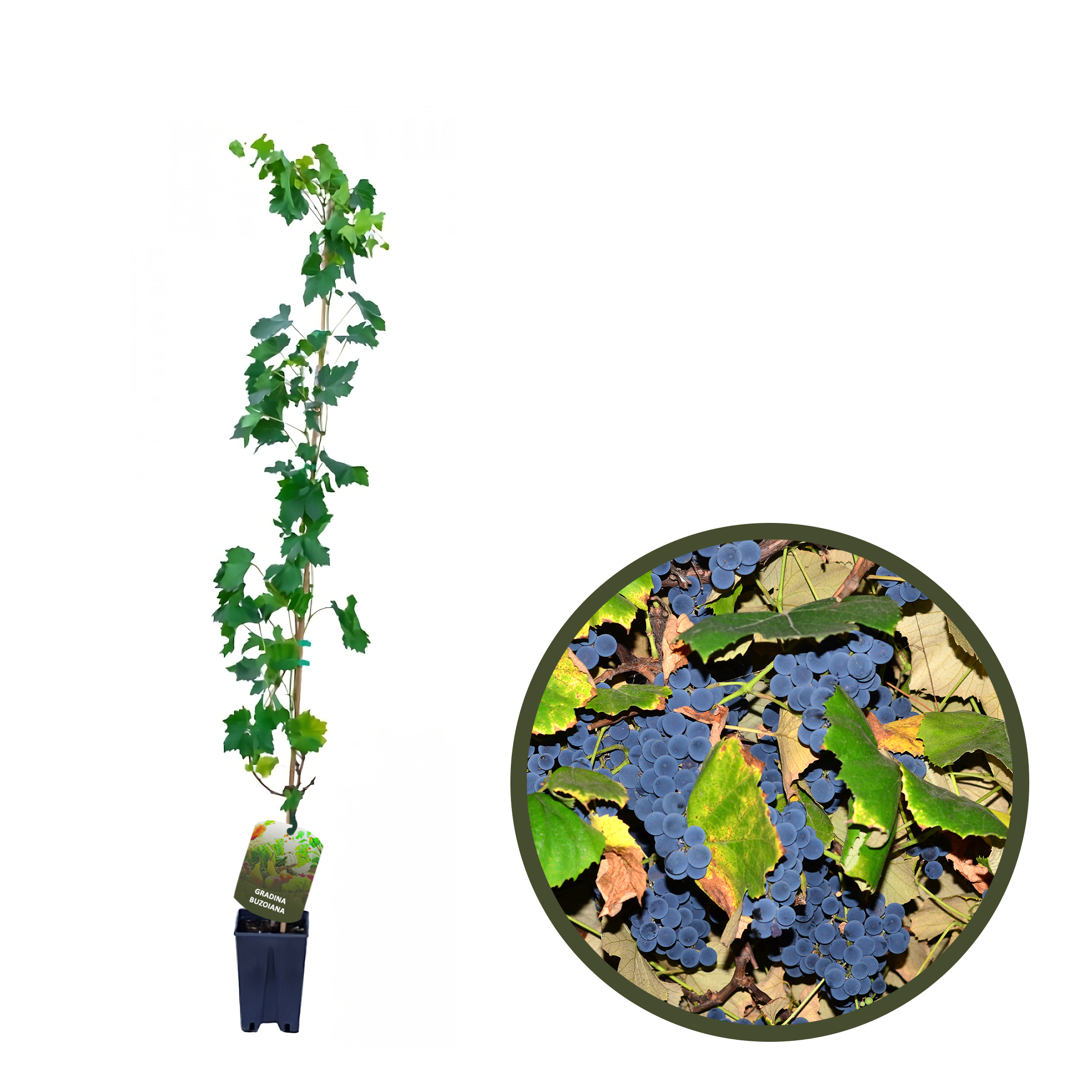 BUTAS CAPSUNICA NEAGRA