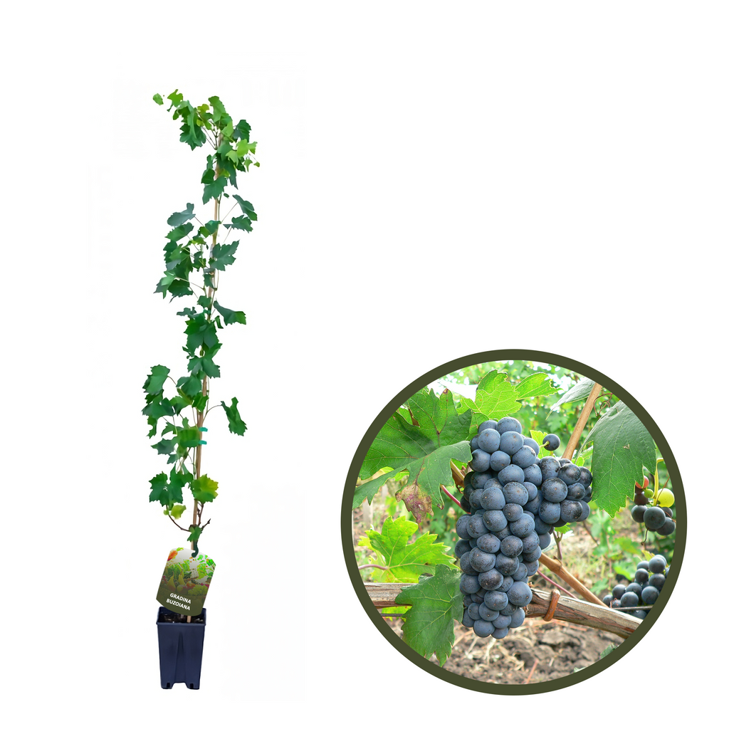 BUTAS FETEASCA NEAGRA