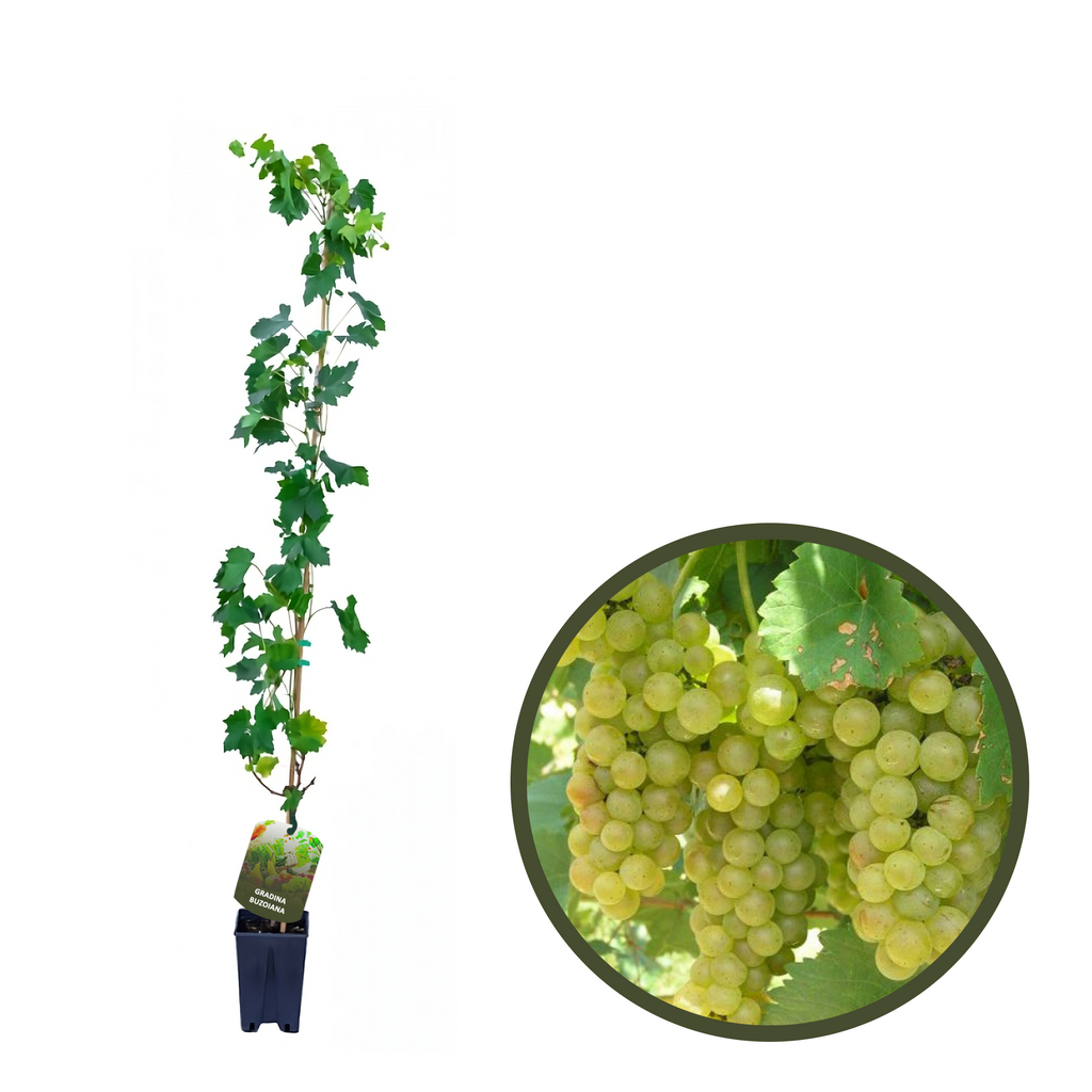 BUTAS FETEASCA REGALA