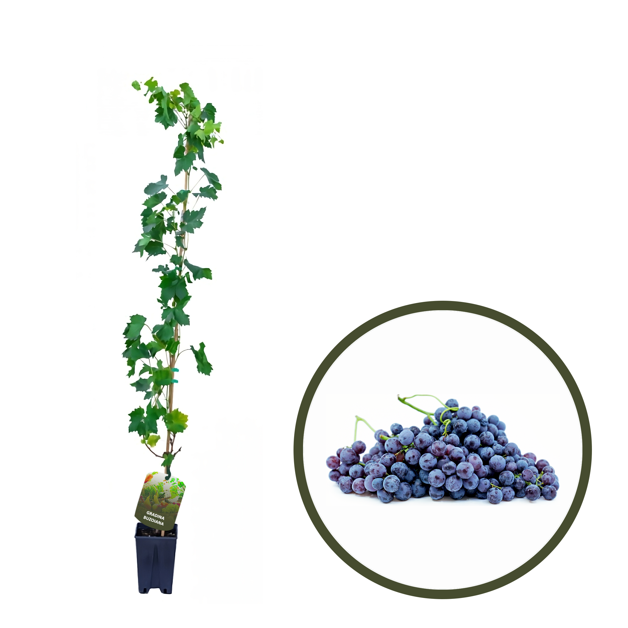 BUTAS MUSCAT DE HAMBURG