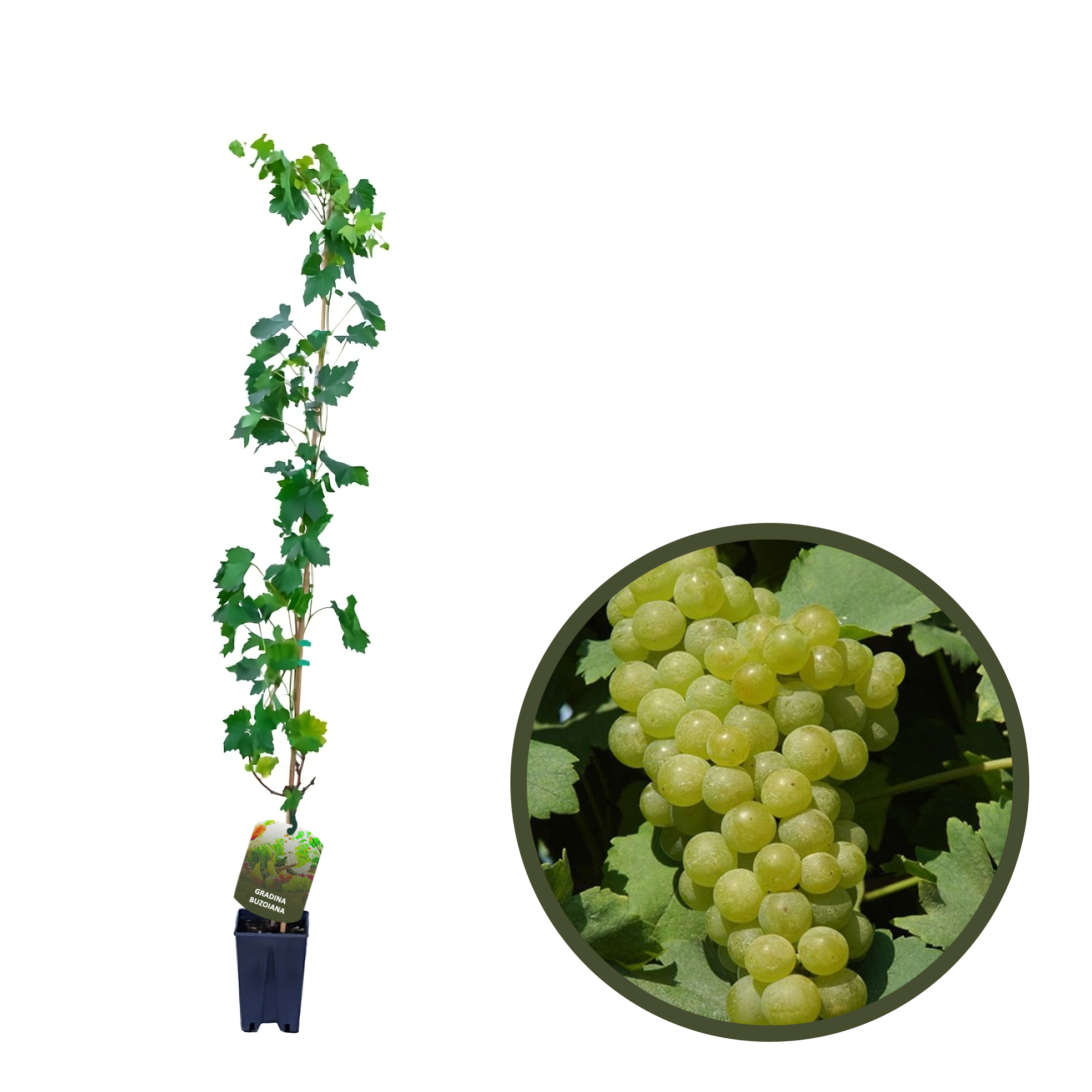 BUTAS MUSCAT OTTONEL