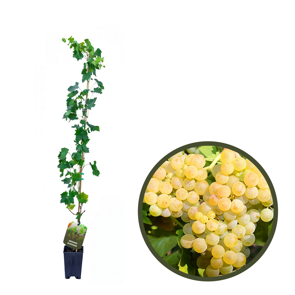 BUTAS MUSCAT DE POLOSKI