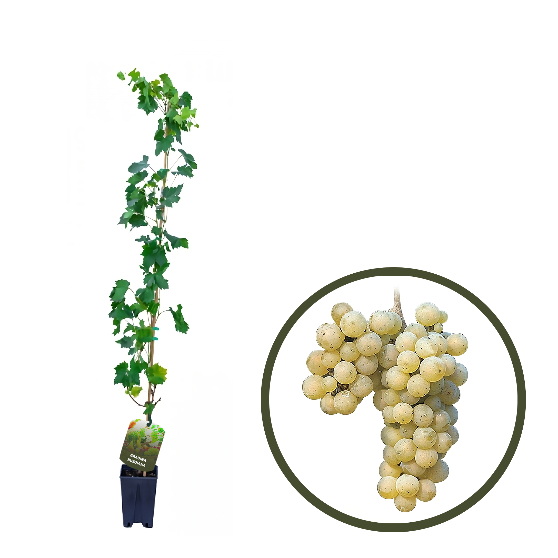 BUTAS RIESLING ITALIAN