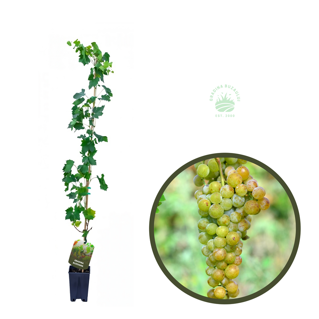 BUTAS TAMAIOASA ROMANEASCA