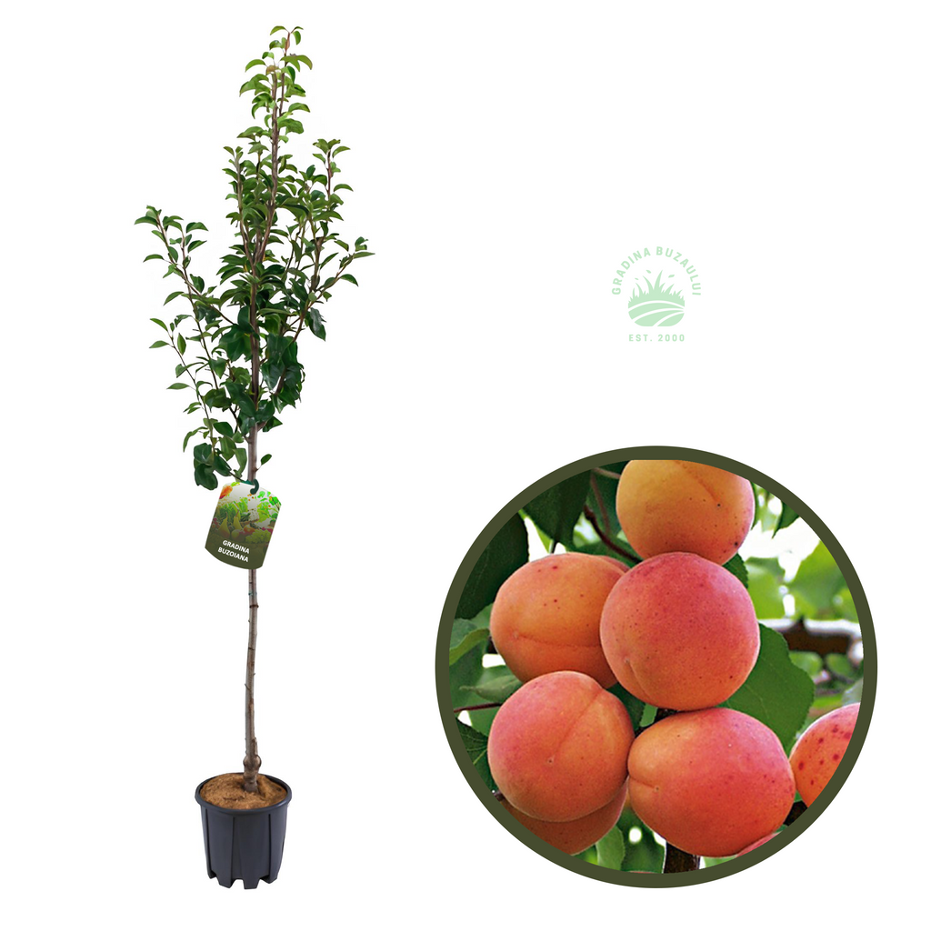 CAIS URIASA DE CEGLED