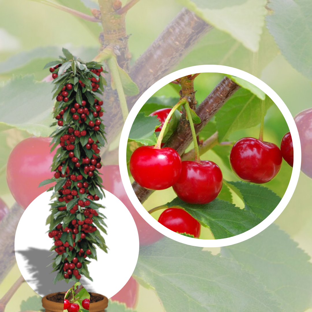 Visin Columnar Rubina