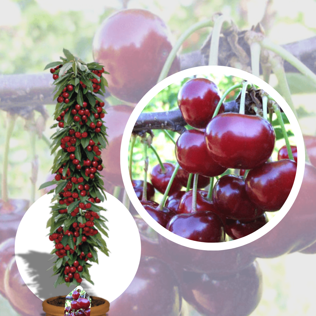 Visin Columnar Abundent