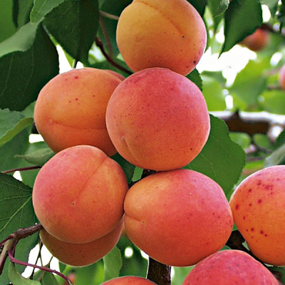 CAIS URIASA DE CEGLED