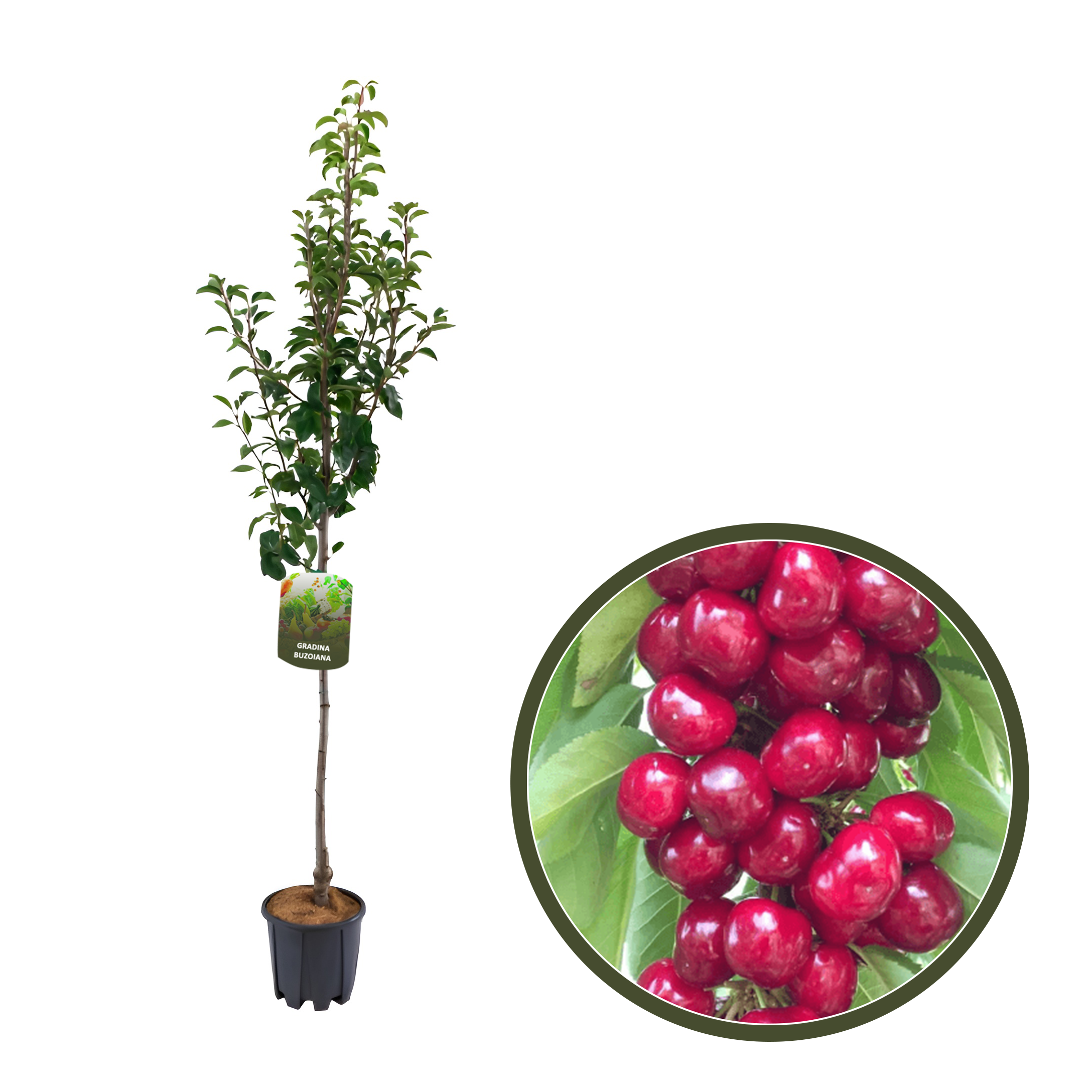 CIRES BIGGAREAU BURLAT