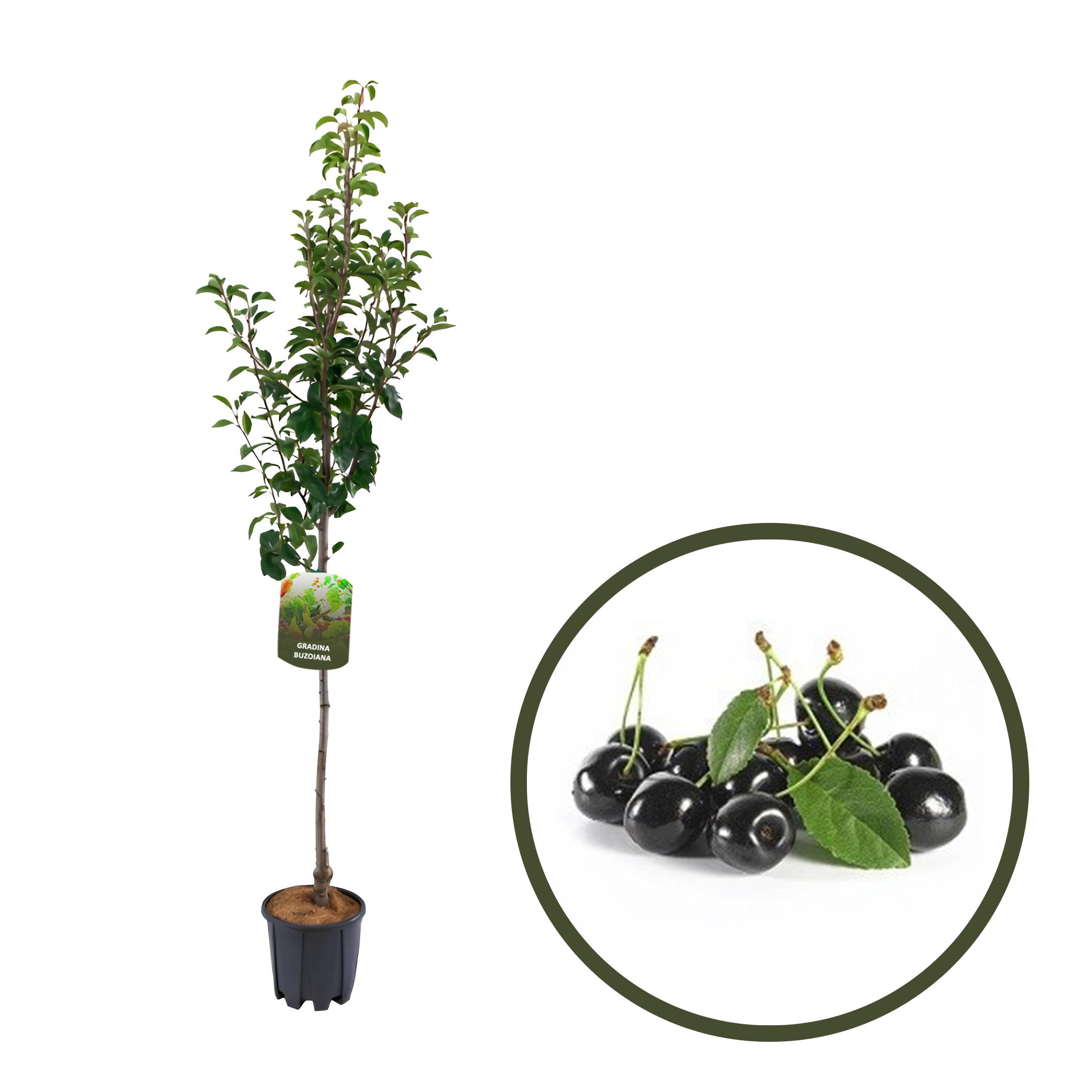 CIRES NEGRE DE BISTRITA