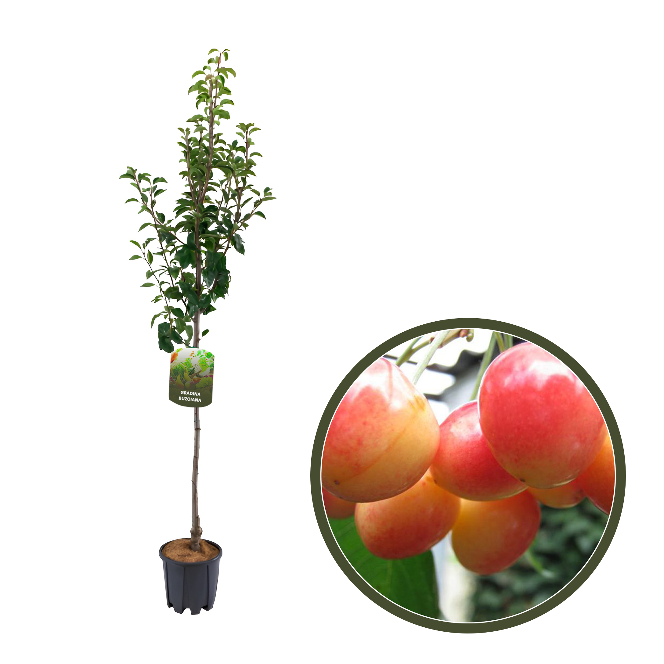 CIRES BOAMBE DE COTNARI