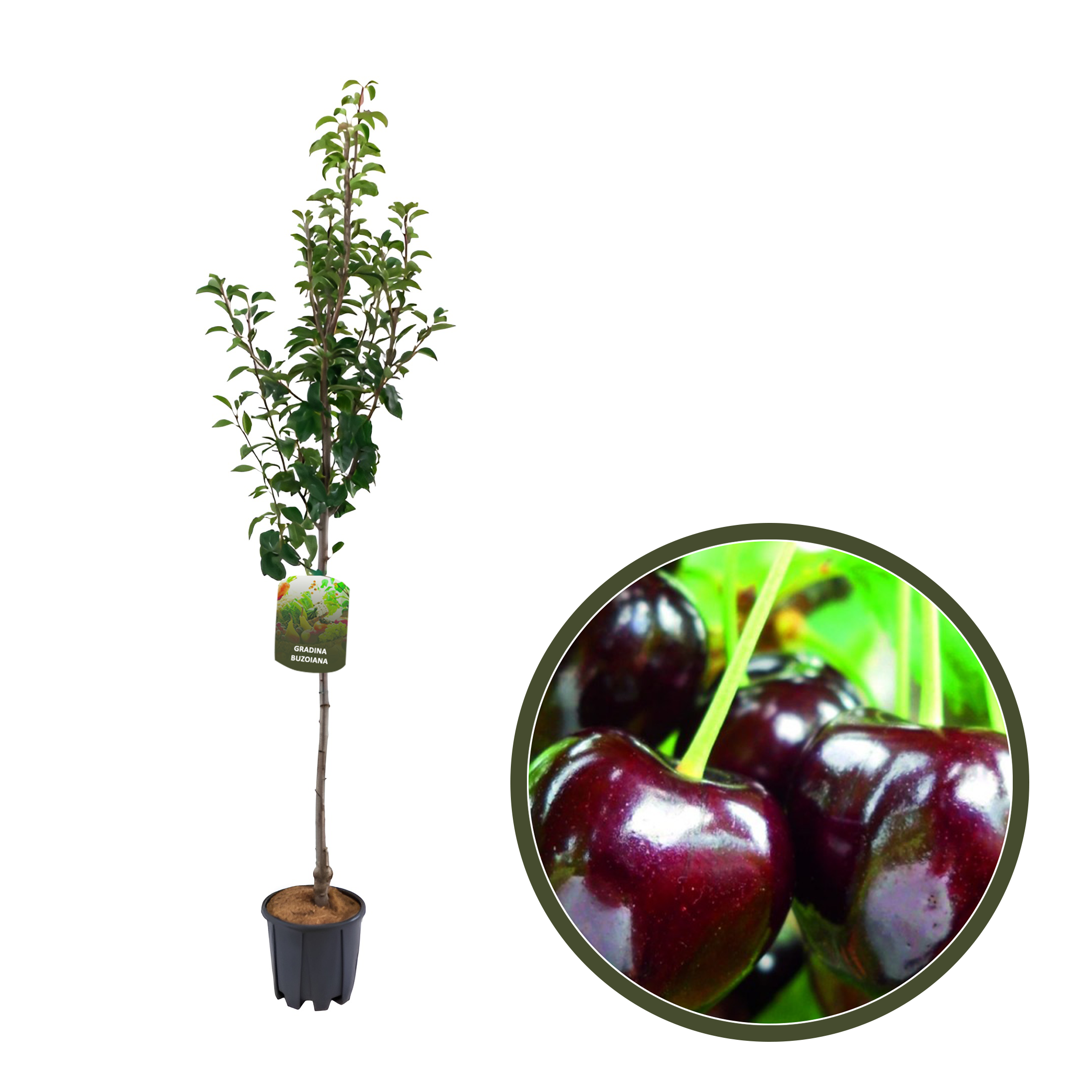 CIRES BIGARREAU DONNISEN