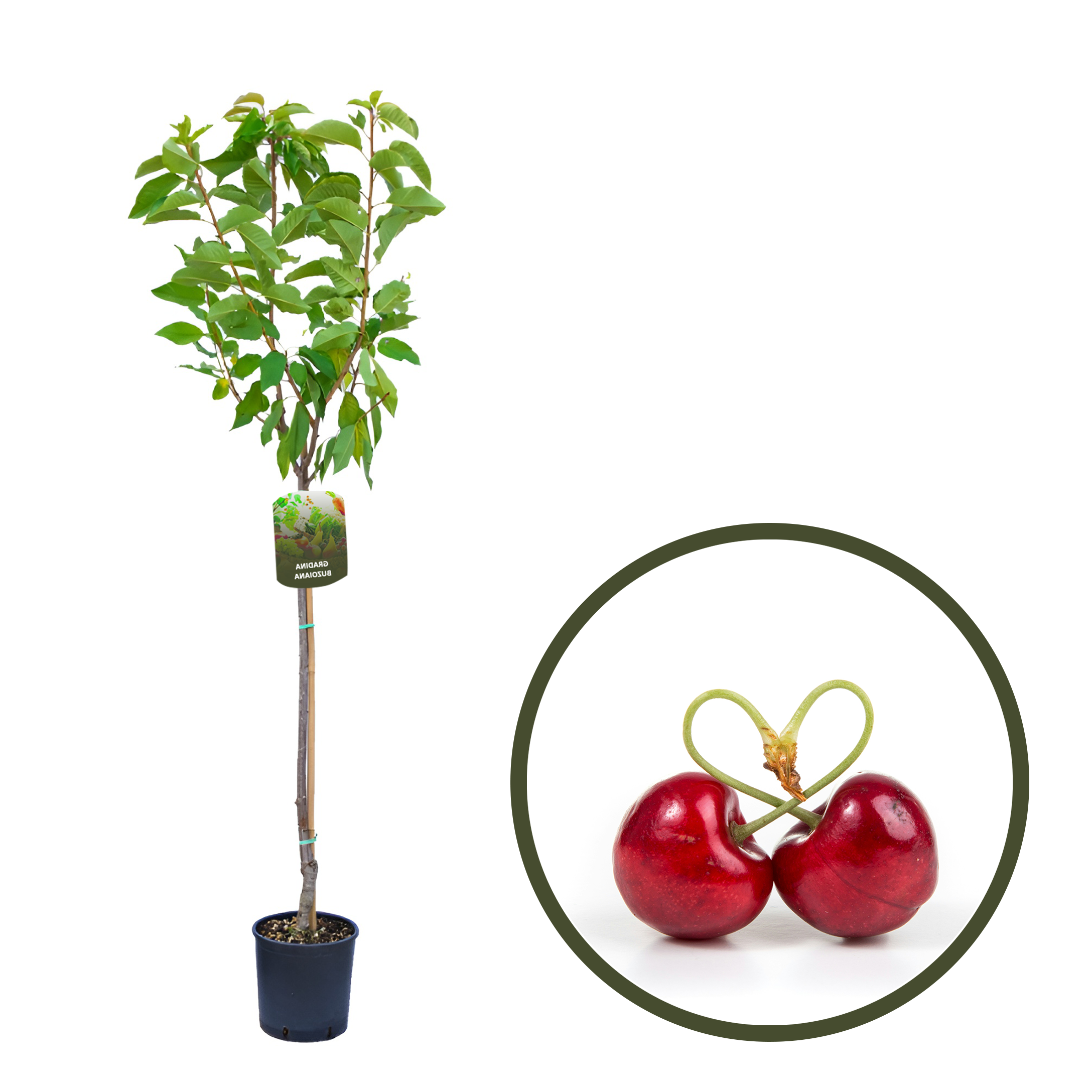 CIRES INIMA DE PORUMBEL