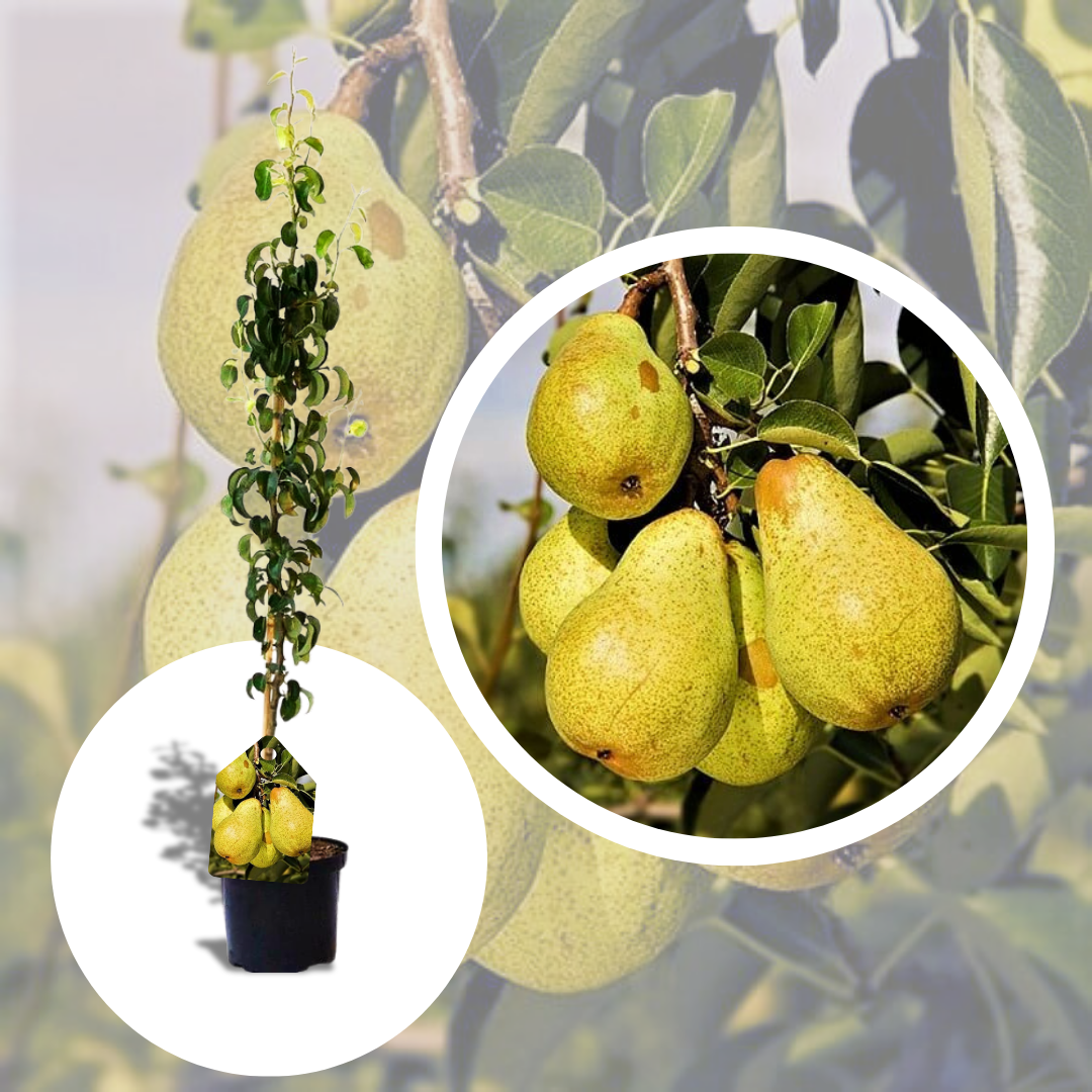 Par Columnar Saphira