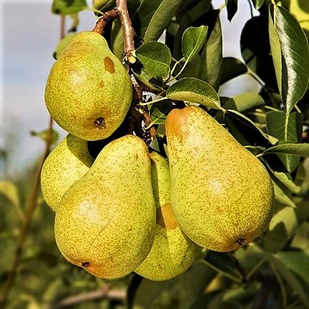 Par Columnar Saphira