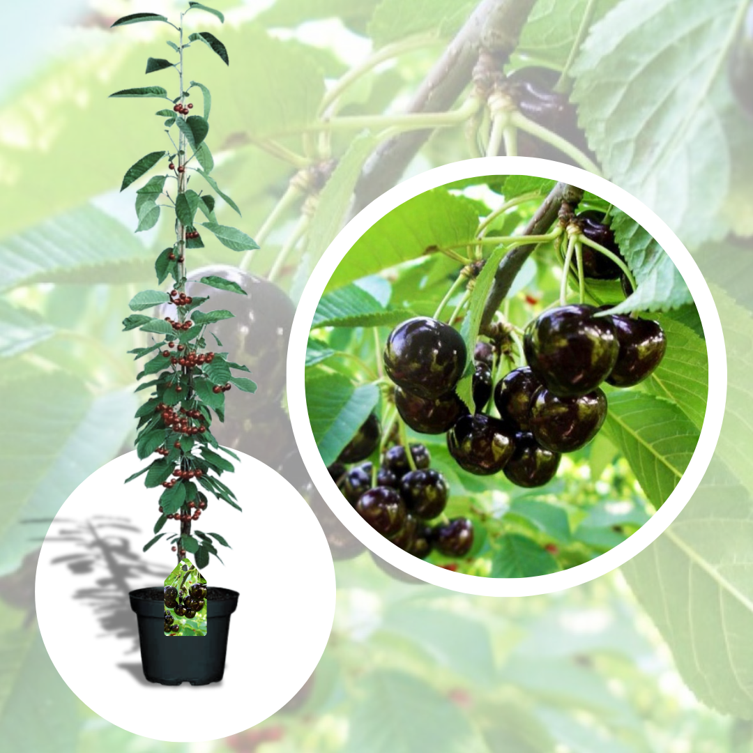 Cires Columnar Black