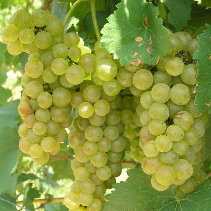 BUTAS FETEASCA REGALA