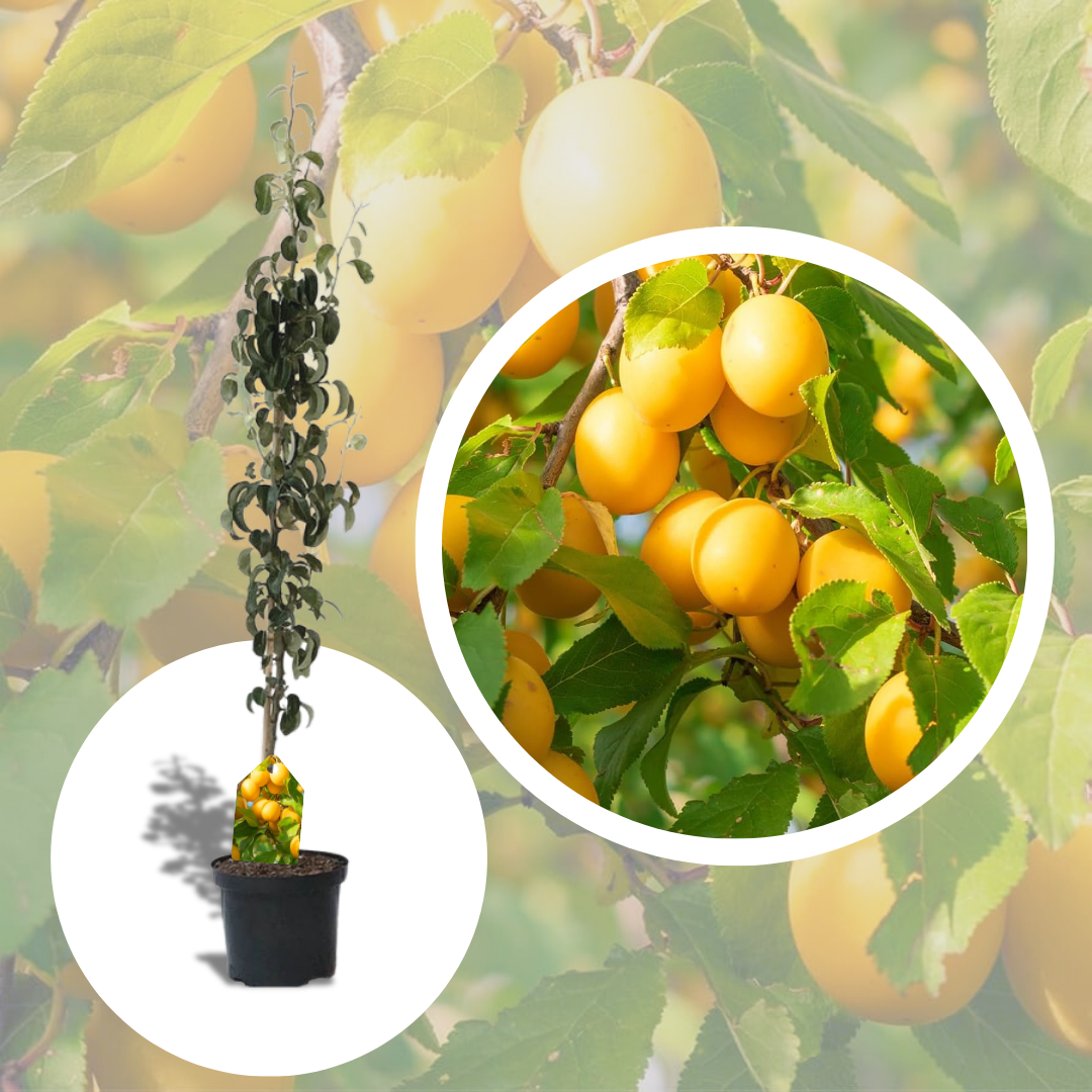 Prun Columnar Galben