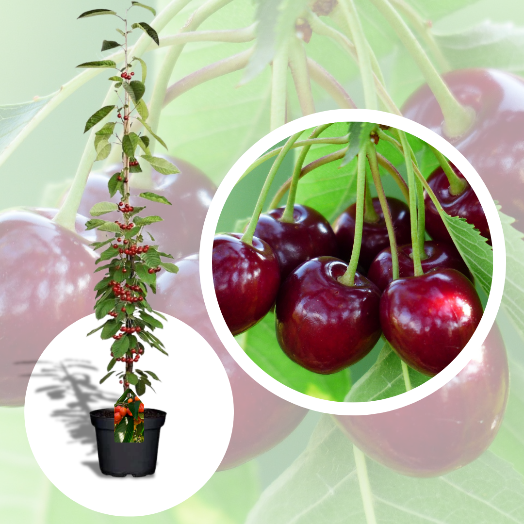 Cires Columnar Victoria