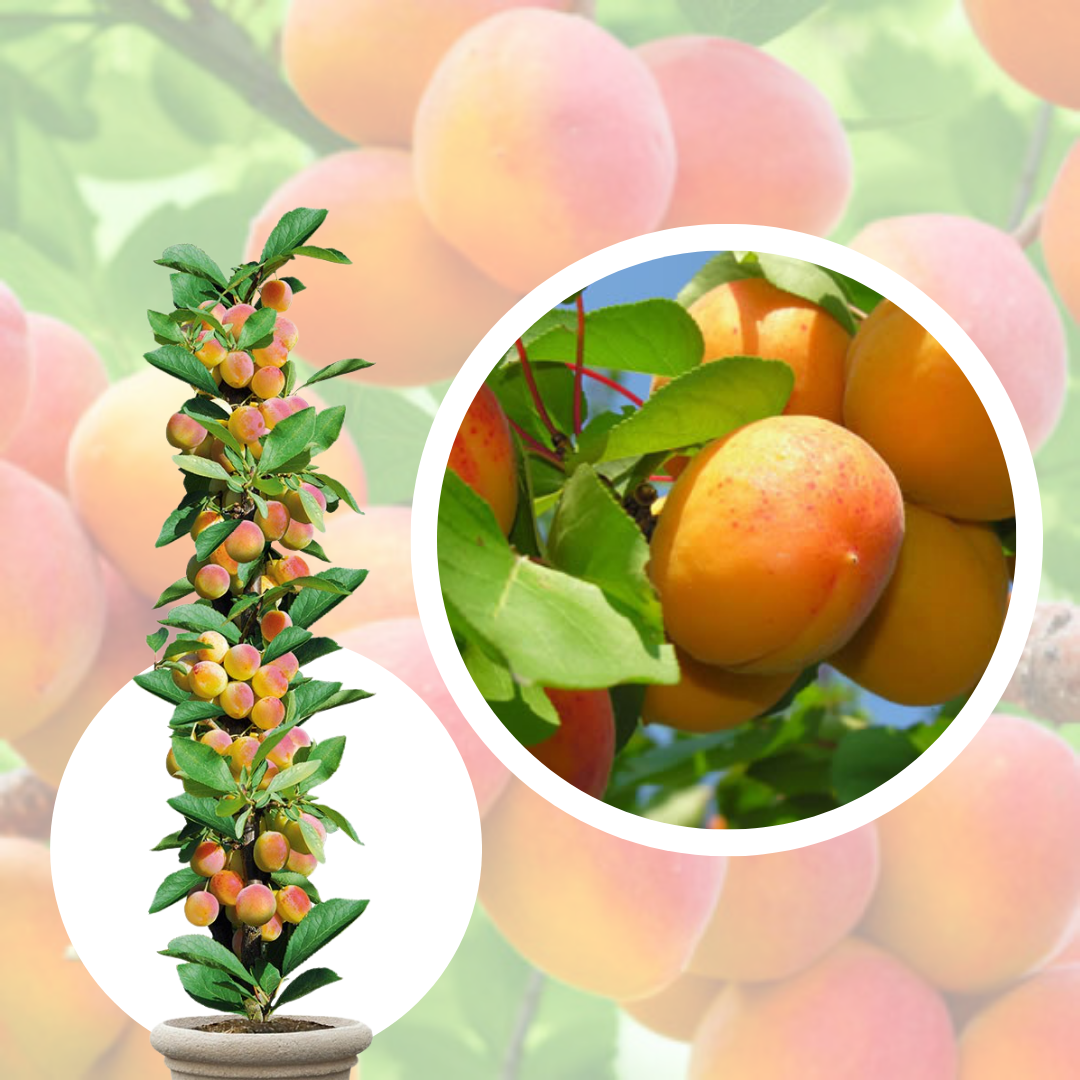 Cais Columnar Prince mart