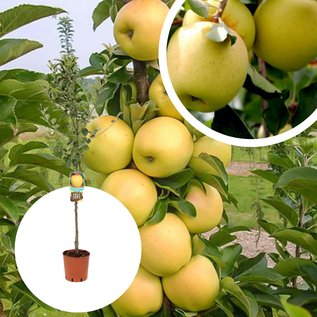 Mar Columnar Golden Delicious