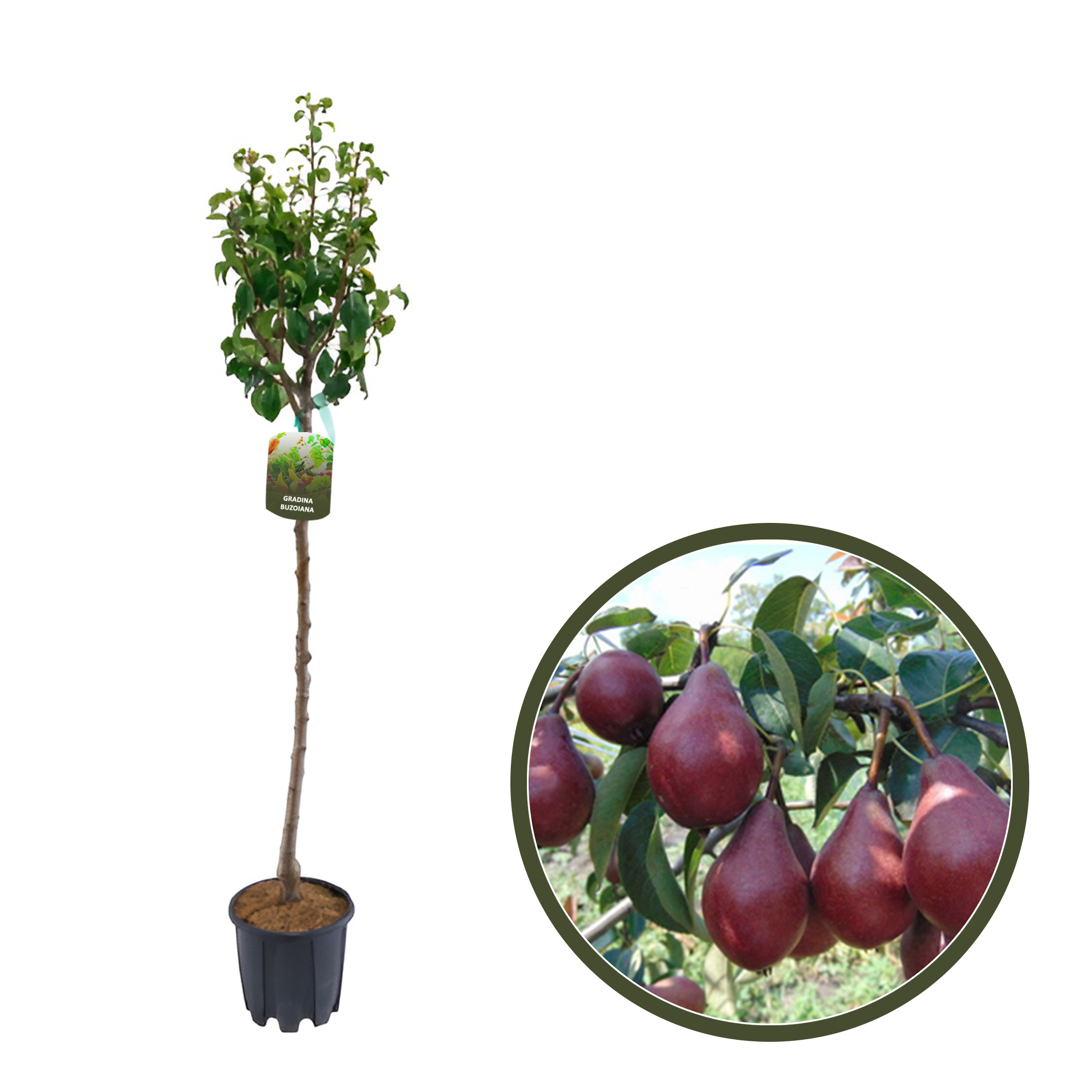 PAR ROSIOARA DE CLUB