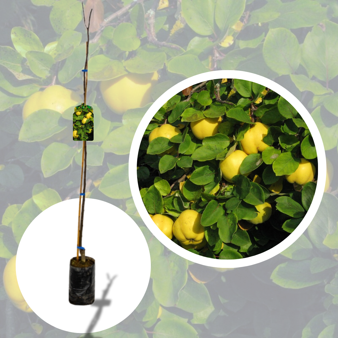 Gutui Columnar Galata