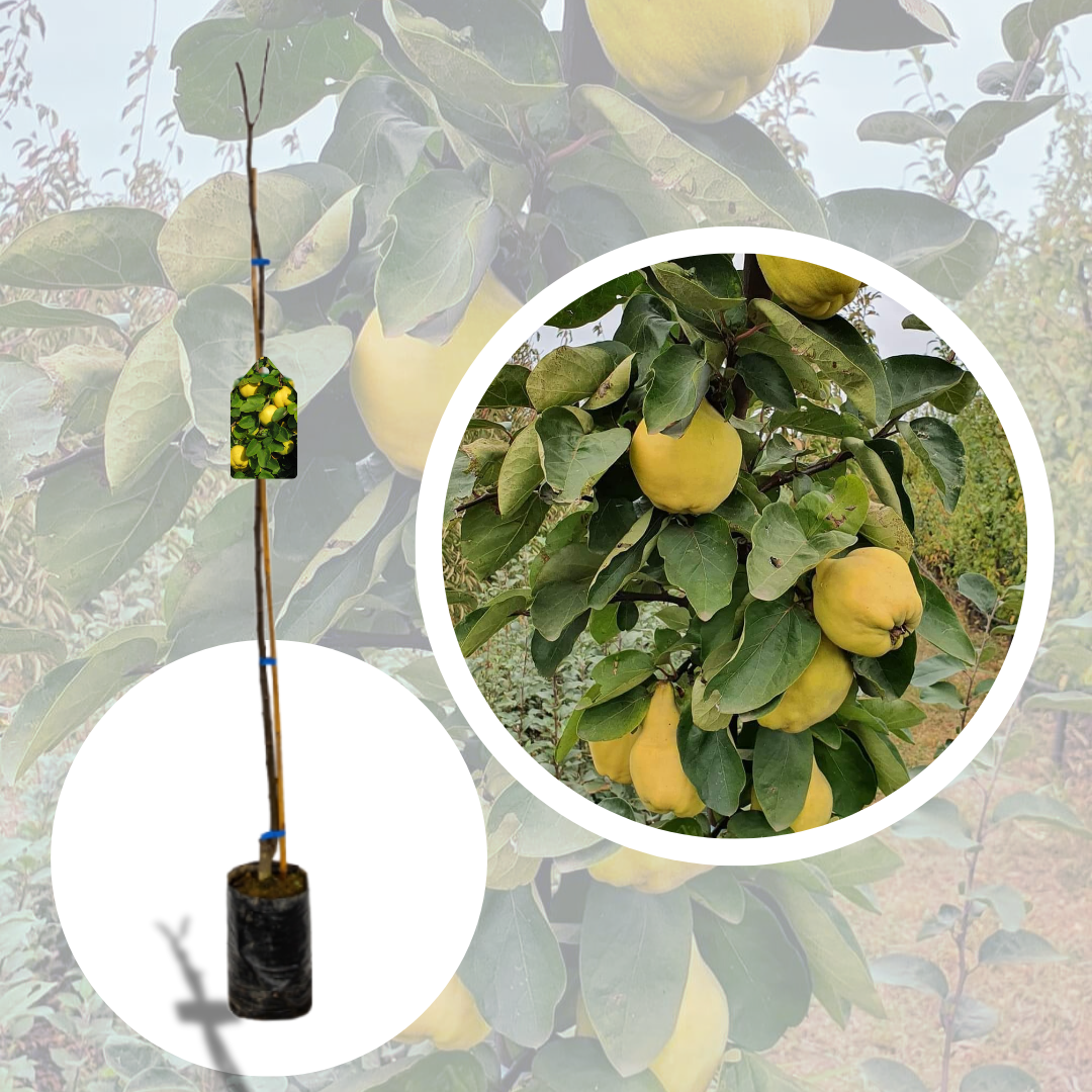 Gutui Columnar Mari Aurii